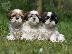 PoulaTo: Shih Tzu Διαθέσιμα αρσενικά και θηλυκά.